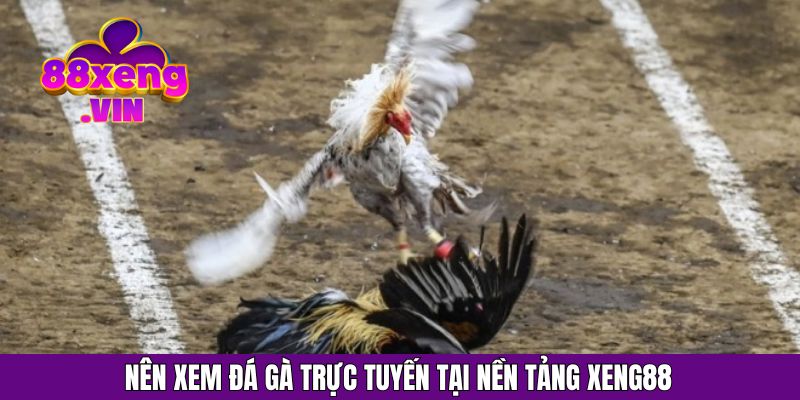 Nên xem đá gà trực tuyến tại nền tảng Xeng88