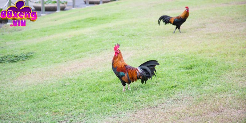 Cách chấp tiền gà chọi là gì?