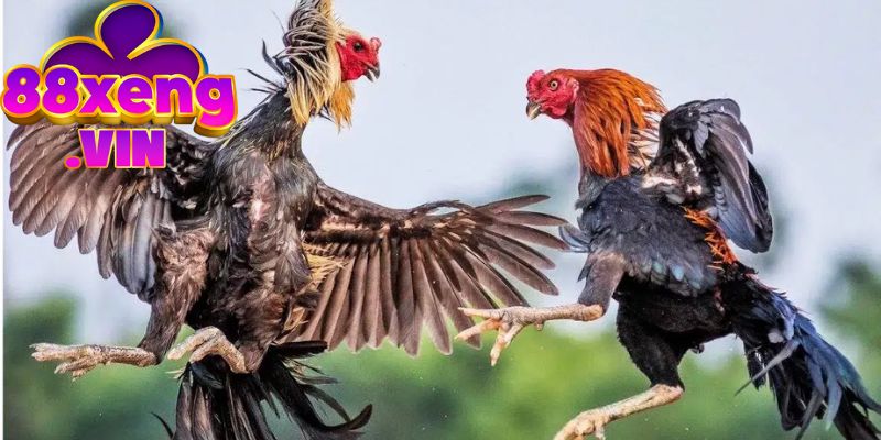 Lựa chọn tướng gà chọi tốt theo dòng