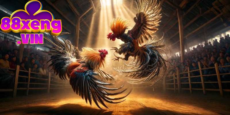 Đá gà cựa dao chơi theo nguyên tắc nào?