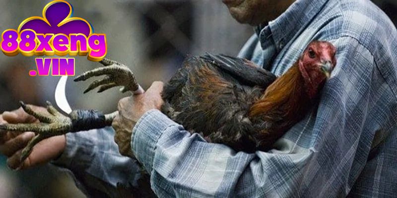 Review các chiến kê nổi bật nhất trong các phiên đấu gà cựa dao