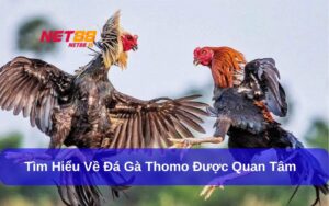Đá gà Thomo là gì Tìm hiểu luật chơi và giải đấu lớn dành cho cược thủ chuyên nghiệp